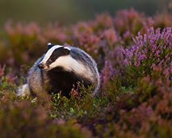 Our 2026 Wall Calendar: The Badger Has Arrived