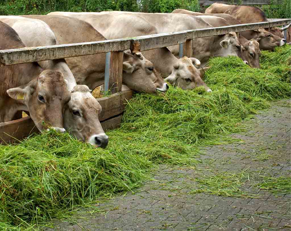 alimentation animale