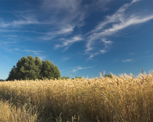 Analytik von Getreide und Getreideprodukten