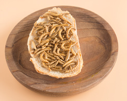 Mealworm bread