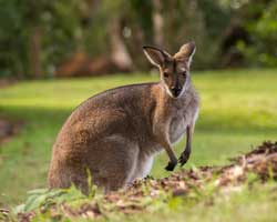 wallaby, Känguru