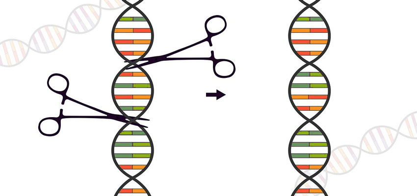 DNA Genschere